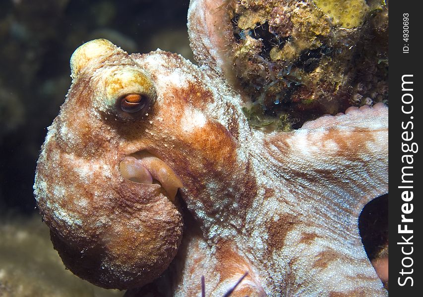 The bulbous head of a Common octopus dominates the picture as it clings to a rock on the right. The bulbous head of a Common octopus dominates the picture as it clings to a rock on the right.