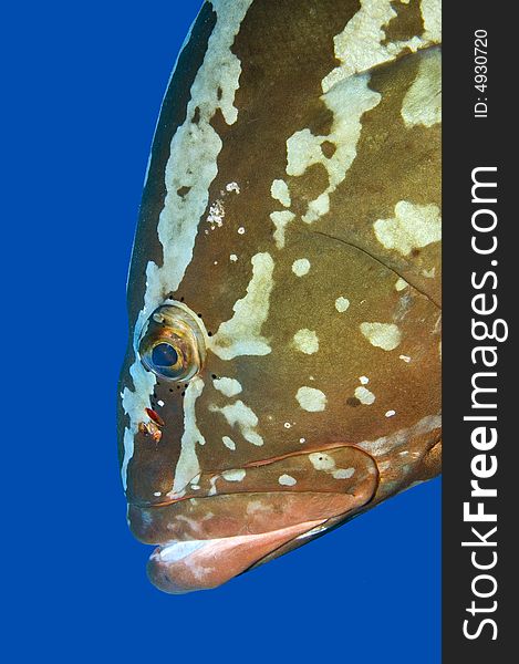 Close-up of the head of a Nassau grouper looking downwards against a blue background.
Copy space to the left and below. Close-up of the head of a Nassau grouper looking downwards against a blue background.
Copy space to the left and below.