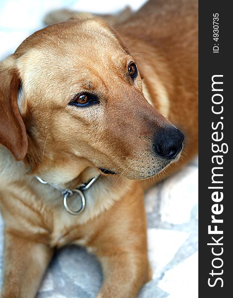 Labrador retriever with metal collar. Labrador retriever with metal collar