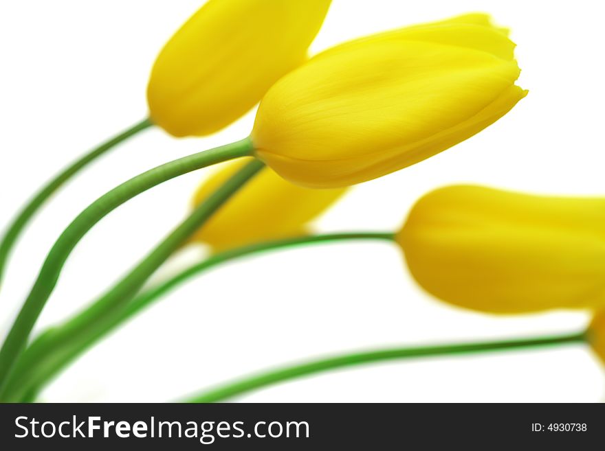 Yellow tulips. isolated on white background. Yellow tulips. isolated on white background