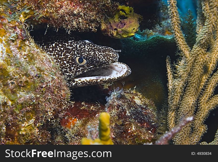 A spotted moray eel is peering out of its hiding place in a coral outcrop, the focus is on its rather malevolent-looking eye.