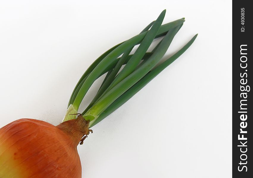 One onion isolated in white