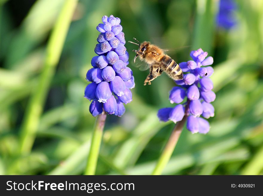 A bee in fligt with flowers in background. A bee in fligt with flowers in background