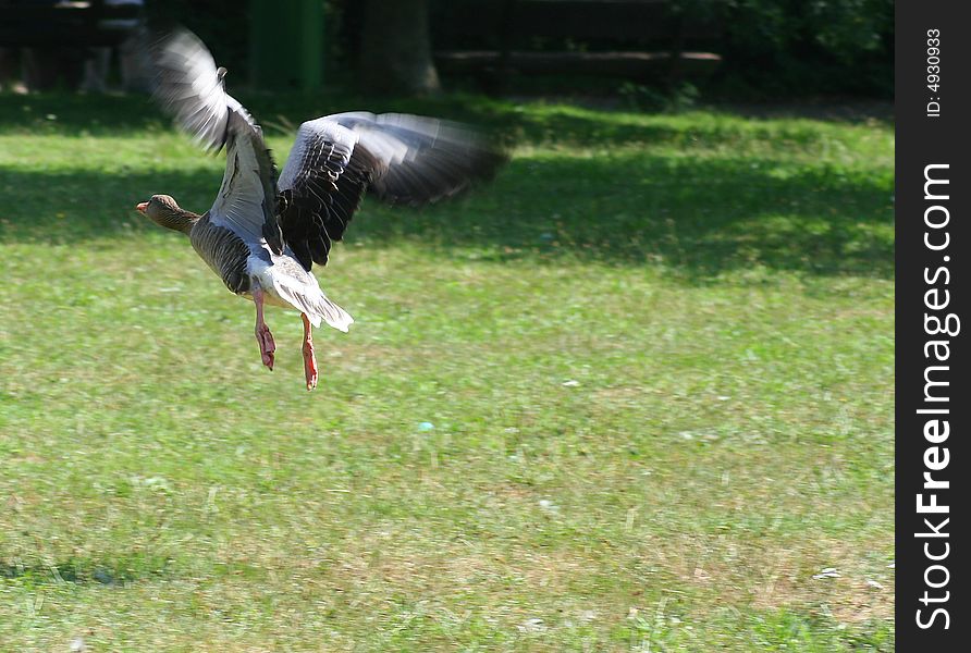 Duck in flight