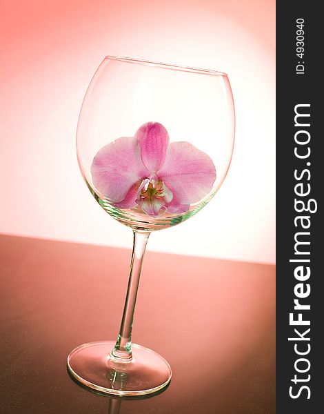 Pink orchid in the wine glass