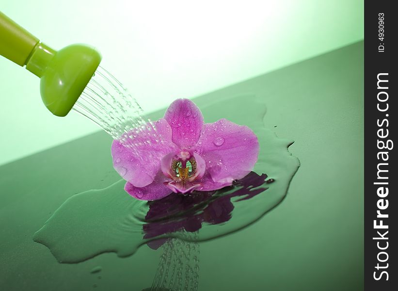 Water pouring from green watering can on the pink orchid.