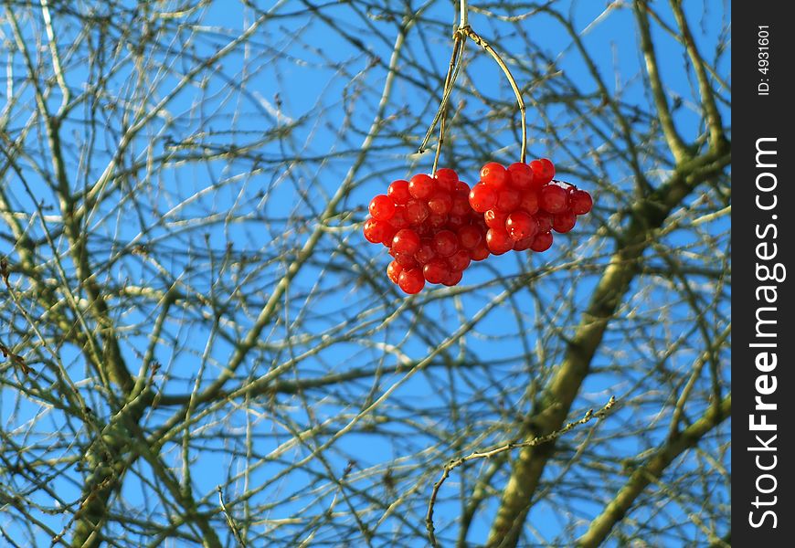 Bright red snowball tree. Blue sky. Shallow depth of field.