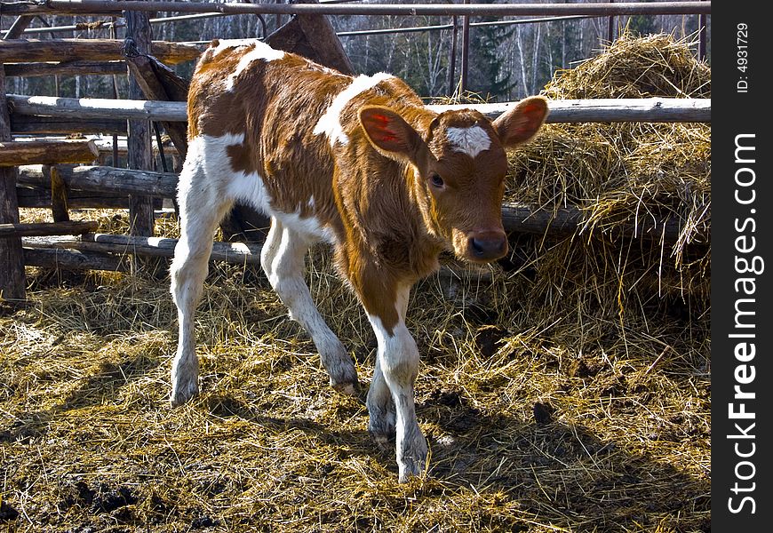 The young bull in a shelter