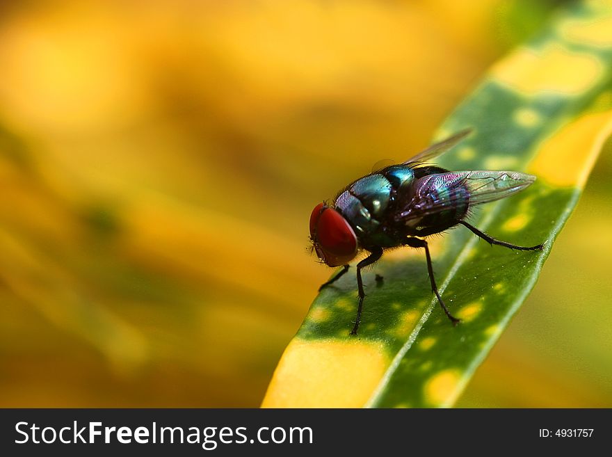 A fly in clear daylight in tropical mountain areas