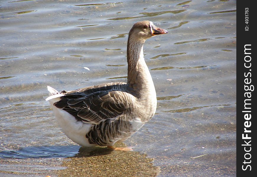 Duck on the edge of the water. Duck on the edge of the water.