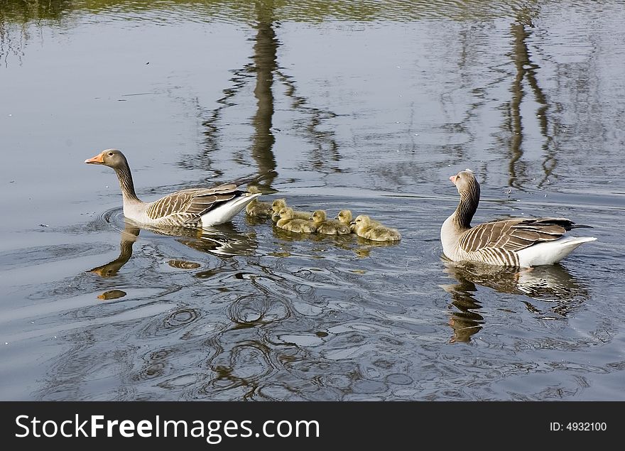 Father and mother goose with children