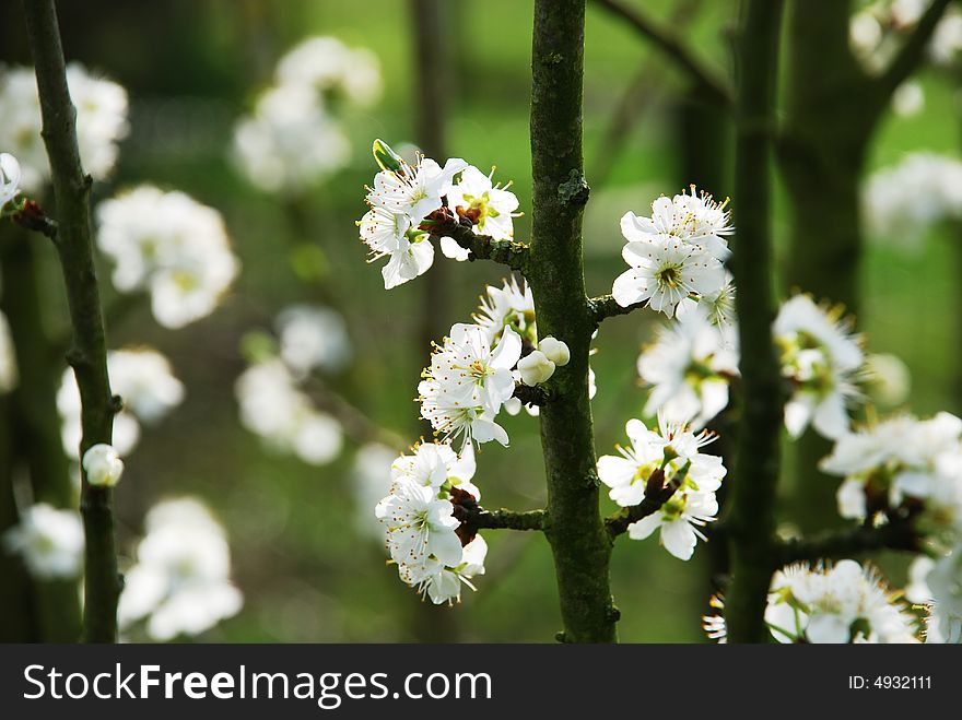 Blossom of a tree in the spring. Blossom of a tree in the spring