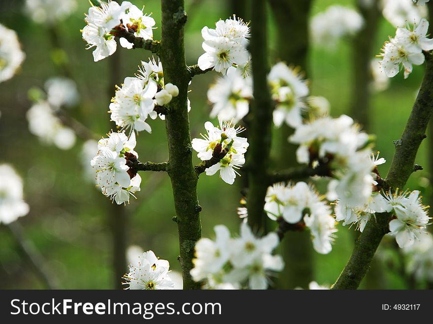 Blossom on a tree in the spring