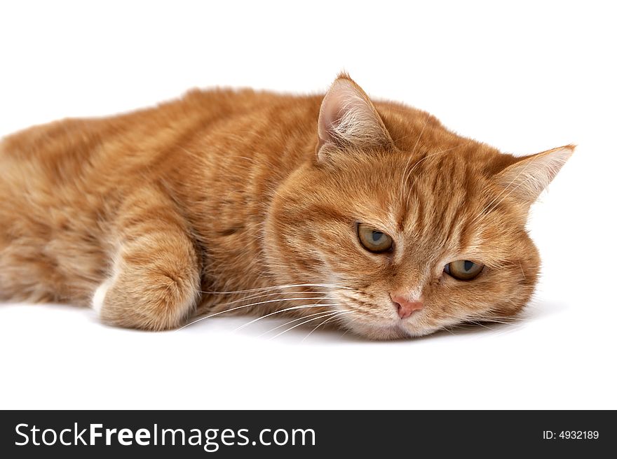 Red cat on a white background