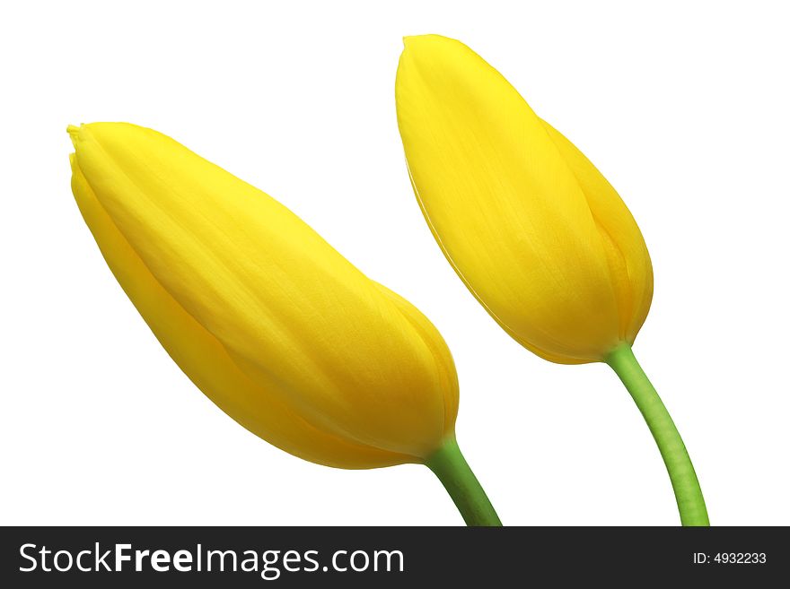 Two yellow tulips. isolated on white background
