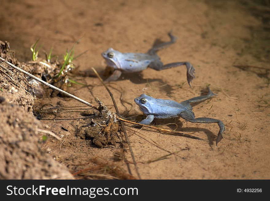 Blue frogs in water