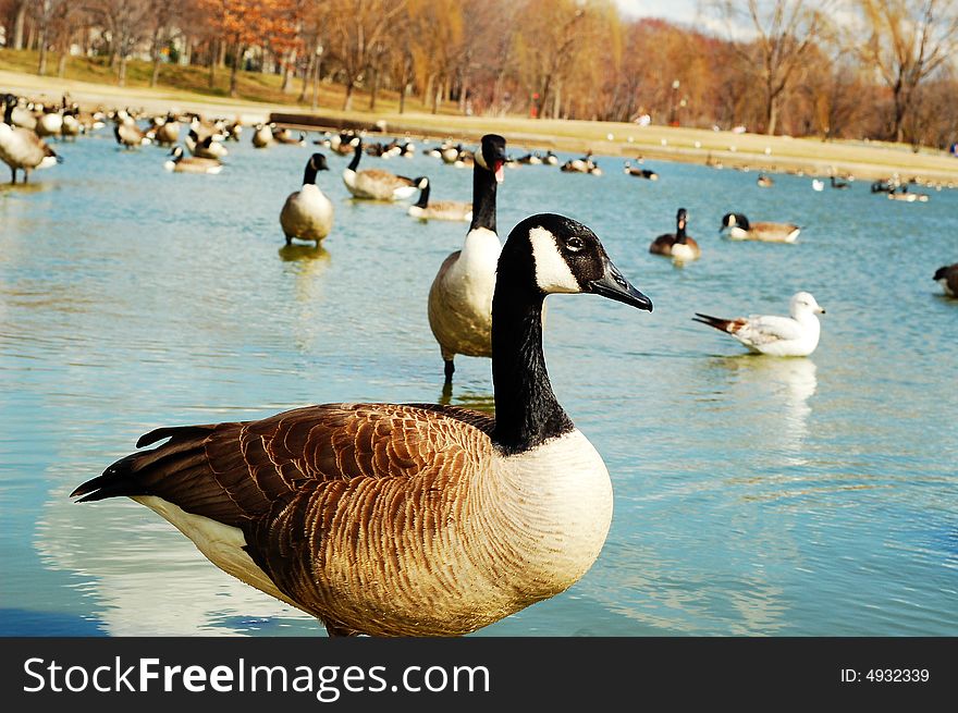 Geese In The Pond