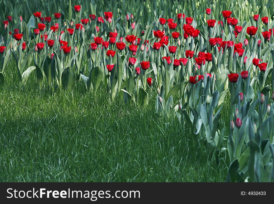 Red Tulips