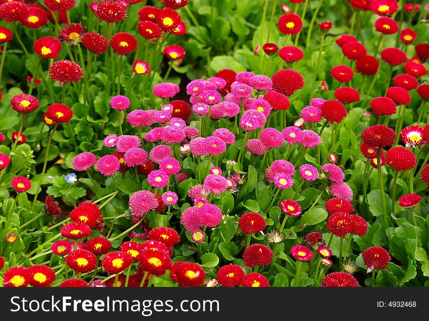 Red and purple sunflower plants flower