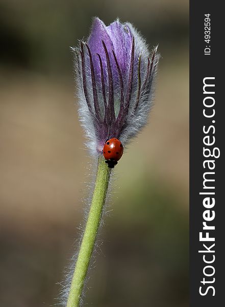 Insect on a spring flower of a crocus. Insect on a spring flower of a crocus