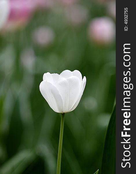 White tulip in the garden.