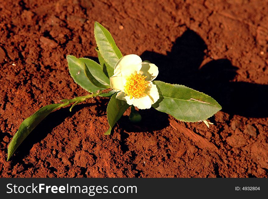 A tea flower over red earth in Misiones Argentina