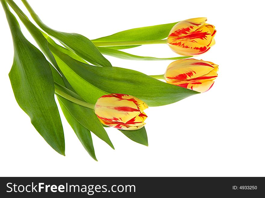 Three tulips on white background
