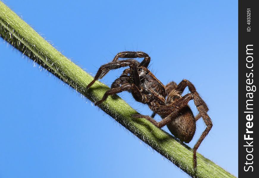 This is a wolfspider. Only 2cm long, but it looks like a monster on this picture. This is a wolfspider. Only 2cm long, but it looks like a monster on this picture.