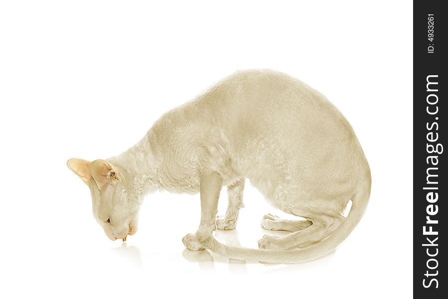 White  cornish-rex on white background