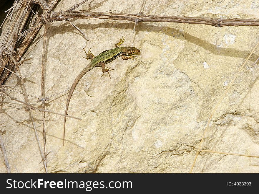 Green lizard on rock background