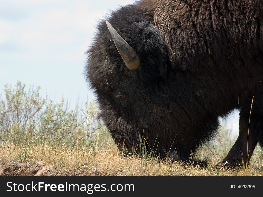 An American Buffalo grazing on some summer grass. An American Buffalo grazing on some summer grass.