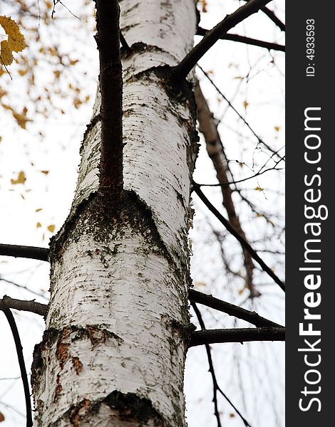 Trunk of birch