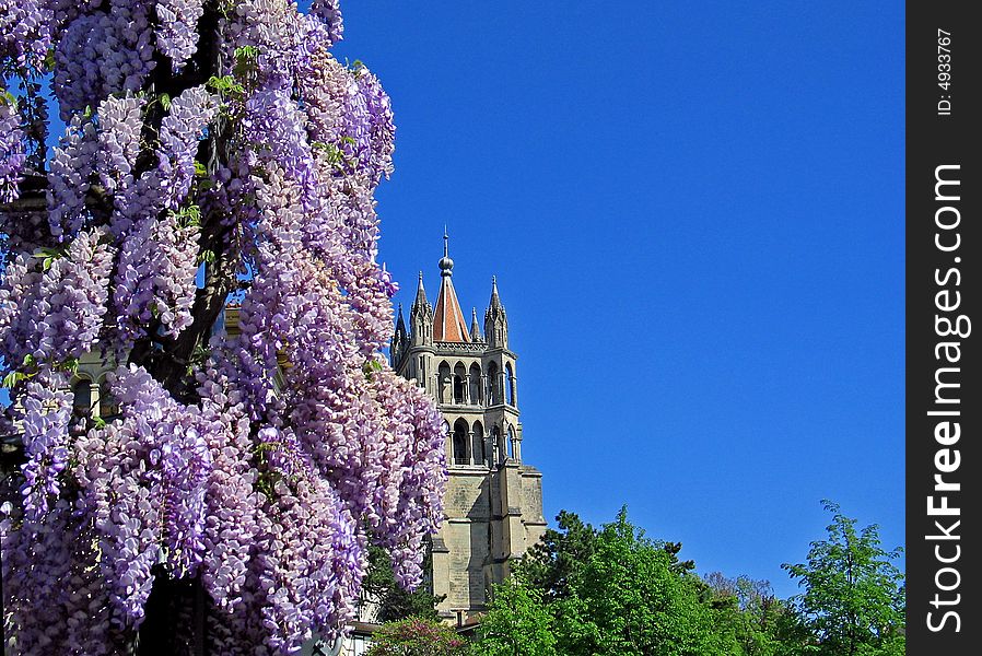 Lausanne Catherdral against blue sky with blossoming glycine. Lausanne Catherdral against blue sky with blossoming glycine