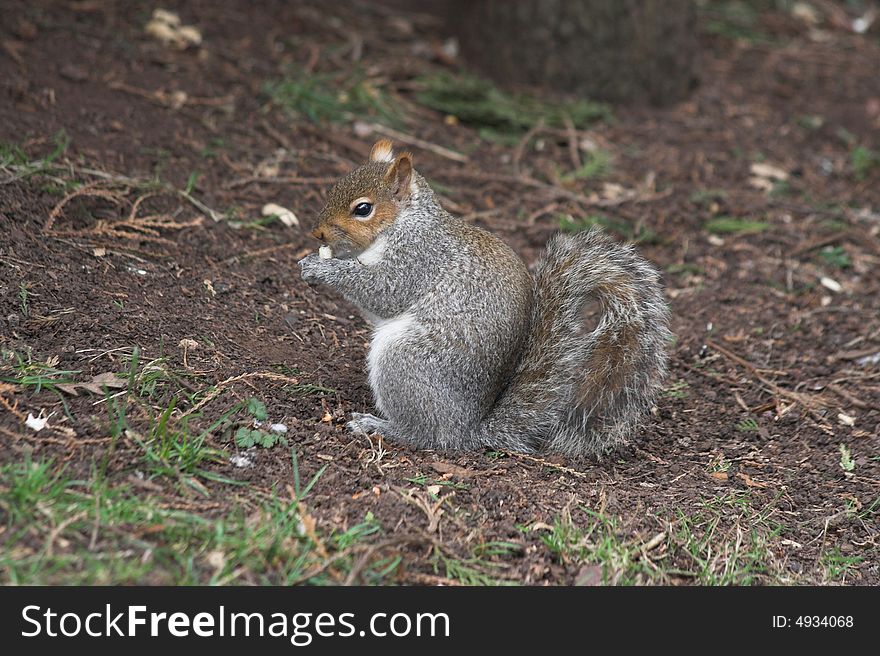 Squirrel sits and eats a nut