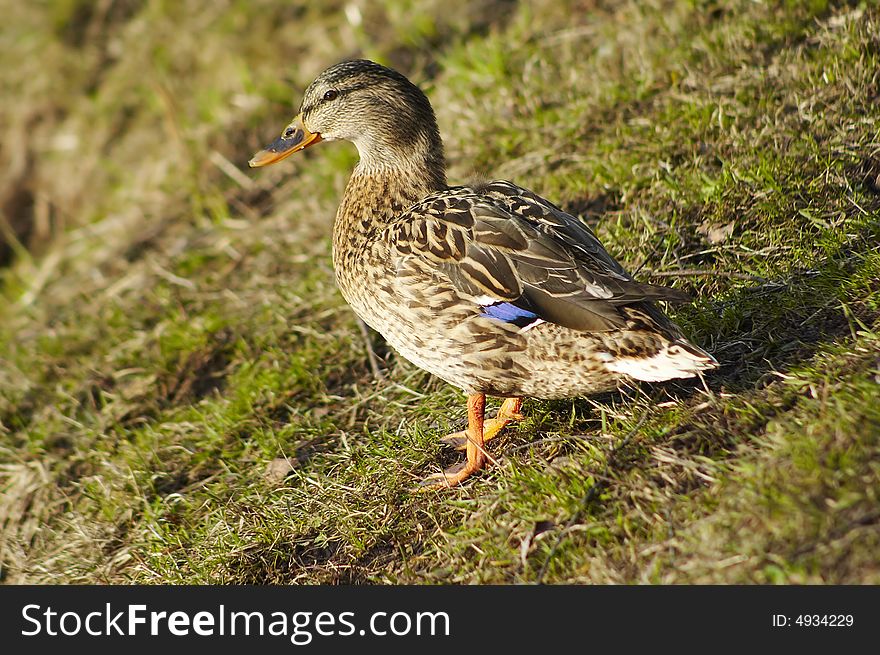 Duck on the ground