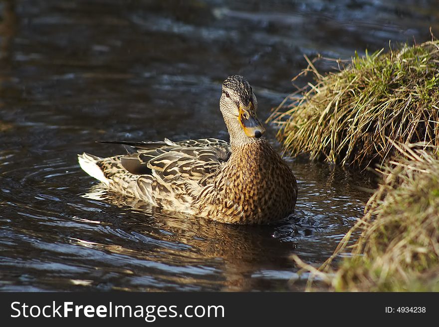 Wild duck swimming on the lake by the coast. Wild duck swimming on the lake by the coast