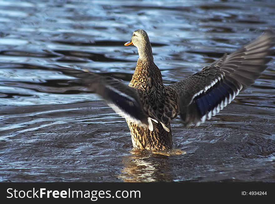 Wild duck starting to fly from the water. Wild duck starting to fly from the water