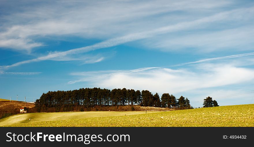 Little pine tree woods on top of a hill. Little pine tree woods on top of a hill