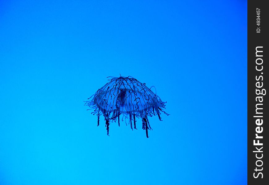 Jellyfish in aquarium on blue background.