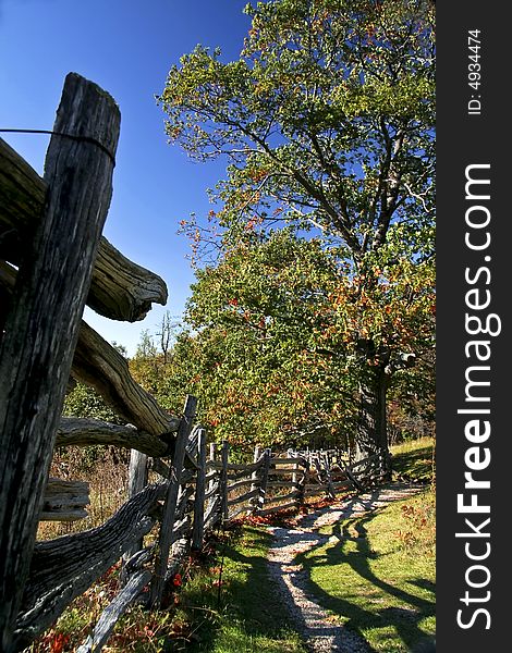 A very dimensional view down a fence line leading to an autumn tree which leaves are changing color. A very dimensional view down a fence line leading to an autumn tree which leaves are changing color.