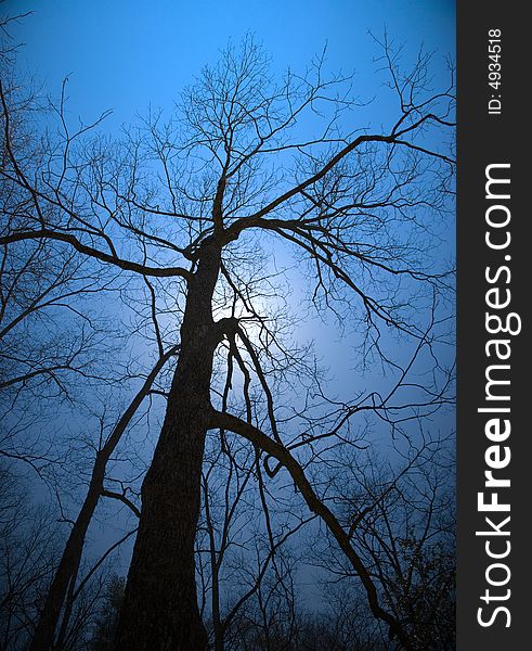 Silhouette picture of of a dead tree. Silhouette picture of of a dead tree