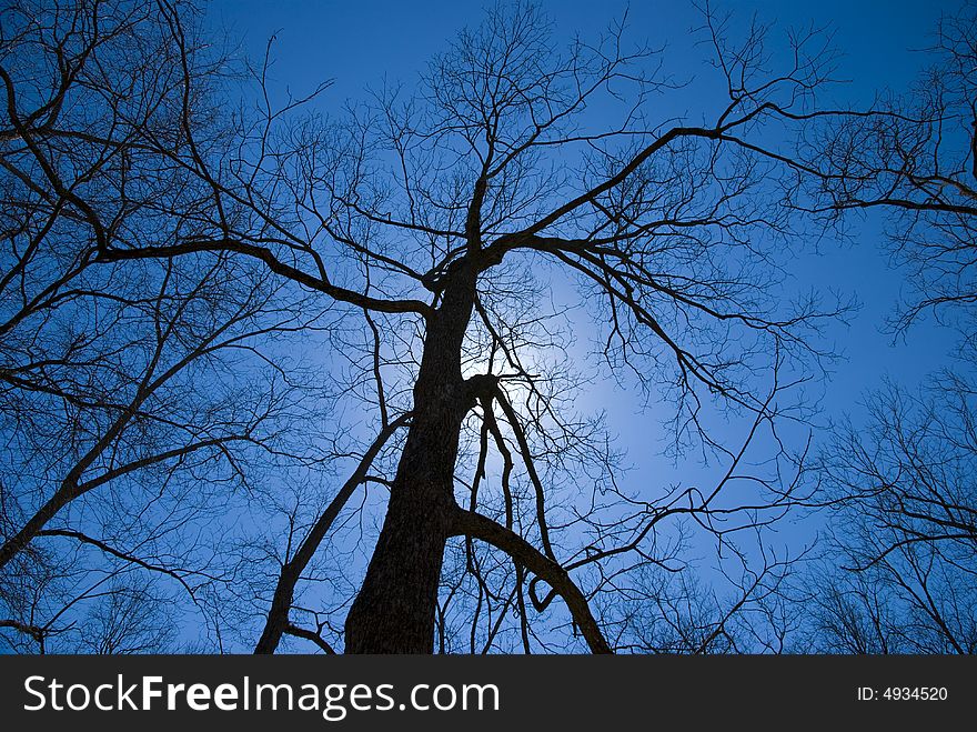 Silhouette picture of of a dead tree. Silhouette picture of of a dead tree