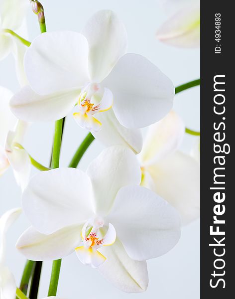Orchid flowers - shallow depth of field. Orchid flowers - shallow depth of field.