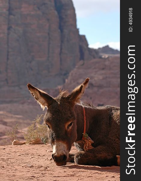 Donkey among the ruins in Petra, Jordan
