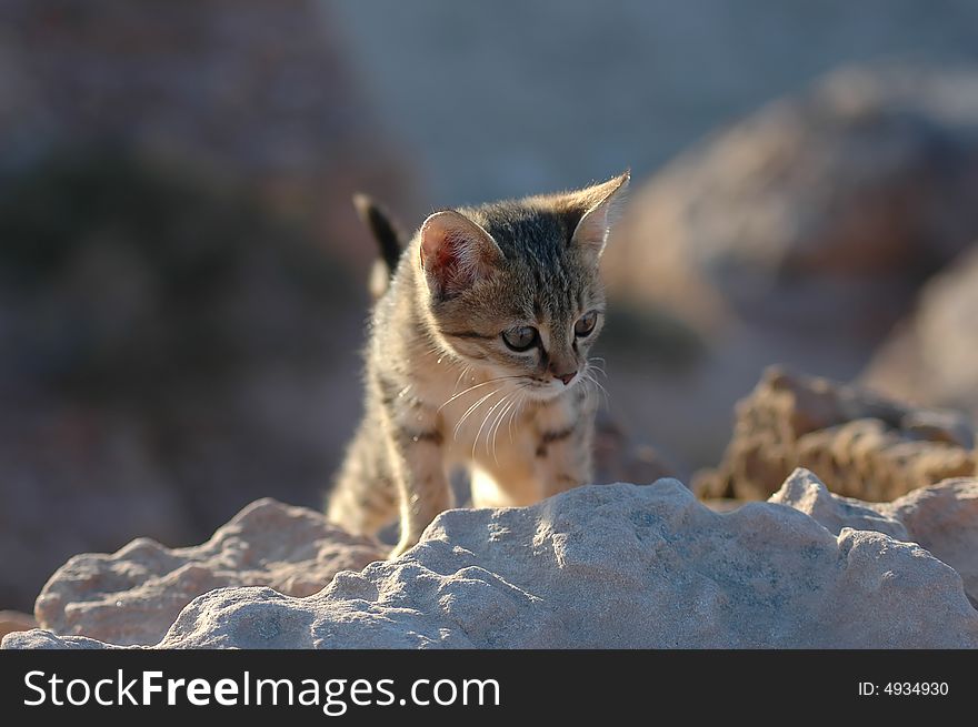 Kitten at the place of high sacrifice in Petra, Jordan