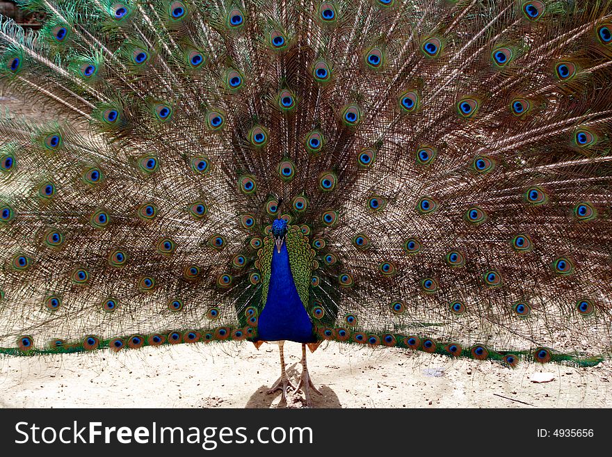 Proud, colorful peacock showing off its unique feathers.