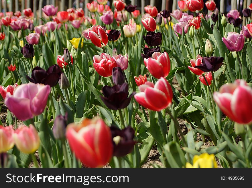 Colorful tulips in full bloom in the spring. Colorful tulips in full bloom in the spring