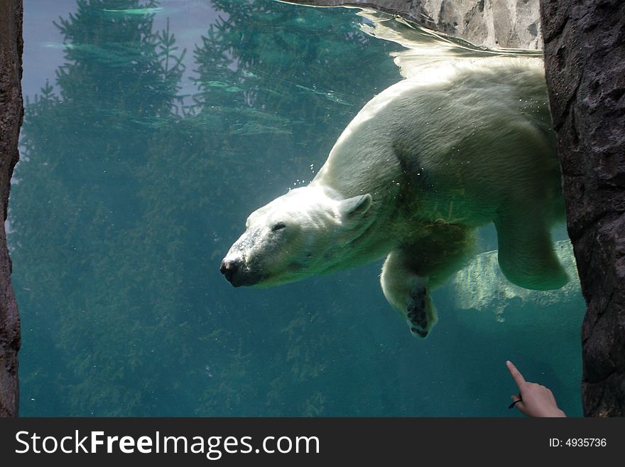 Polar bear swimming in a giant enclosed pool at the zoo while a spectator watches. Polar bear swimming in a giant enclosed pool at the zoo while a spectator watches.