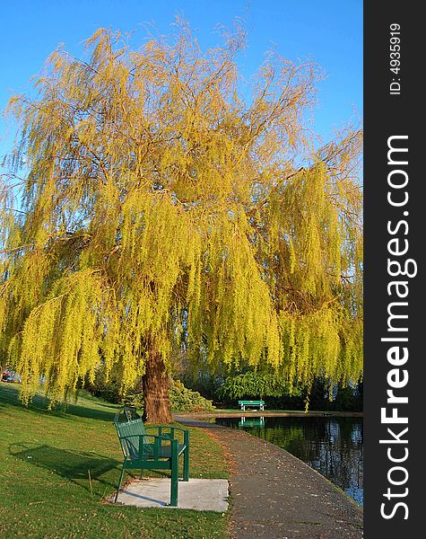 Willow And Bench