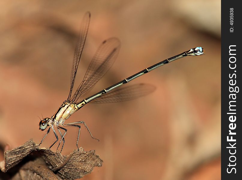 Dragonfly-Bolivia Noel Kempff NP